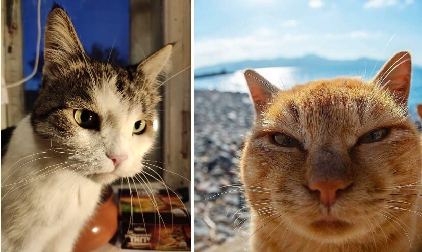 Фото с камеры Xiaomi Redmi Note 7 Pro